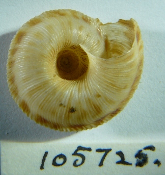 Anguispira cumberlandiana holotype bottom