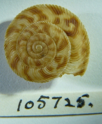 Anguispira cumberlandiana holotype top