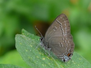 banded hairstreak 006