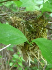 white-eyed vireo 004