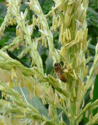 bees on corn 013