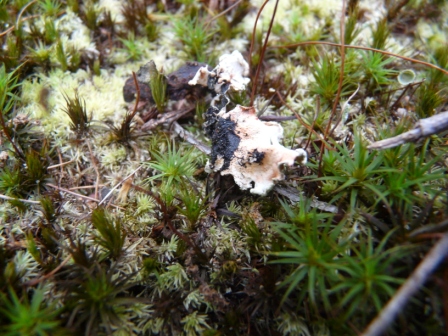 lichen and moss