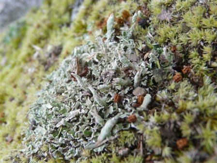 lichen2