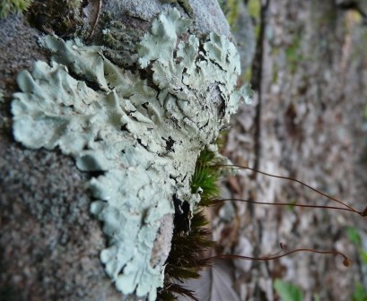 lichen3