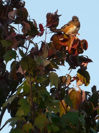 towhee cheston 016