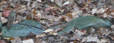 hermit thrush 003