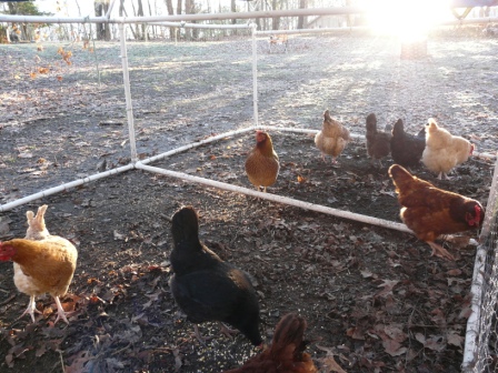 frostychickens