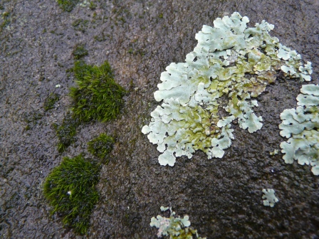 lichen1
