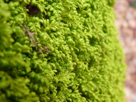 moss2