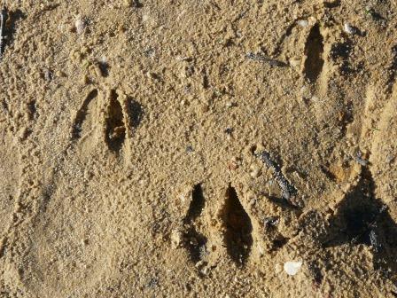 deer tracks