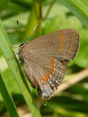red-banded hairstreak