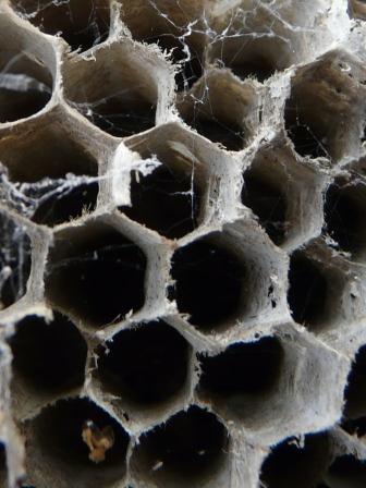 bald faced hornet nest comb close