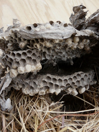 bald faced hornet nest comb