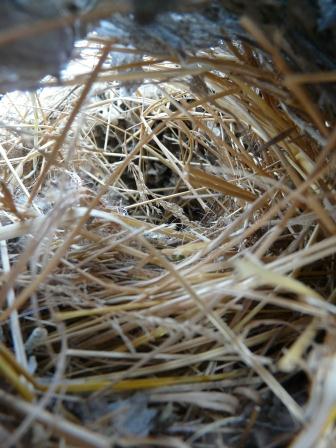 bald faced hornet nest inside from bottom