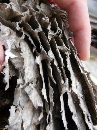 bald faced hornet nest wall