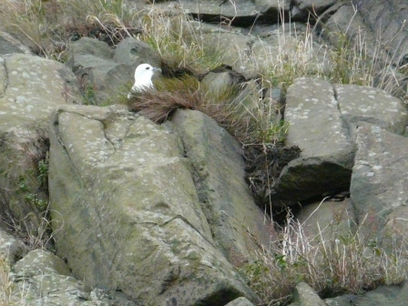 Northern Fulmar, getting its nesting area ready for spring. The bird is lodged way up a cliff. Any mammal skilled enough to climb up there will be rewarded with a face-full of vomited fish oil. Welcome to Edinburgh, laddie.