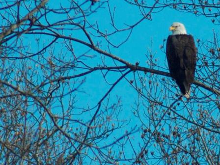 Adult bald eagle. Photo taken by Jamie Sue Wilson who is enrolled in the class.