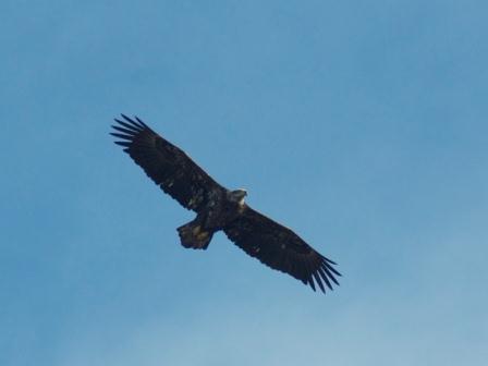 Immature bald eagle. Photo by Jamie Sue Wilson.