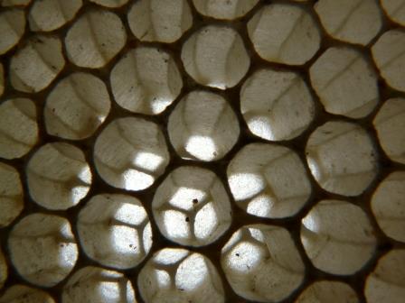 bee comb close