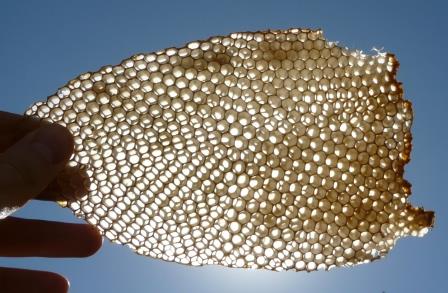 bee comb in the sun