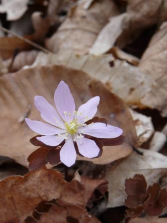 Rue anemone