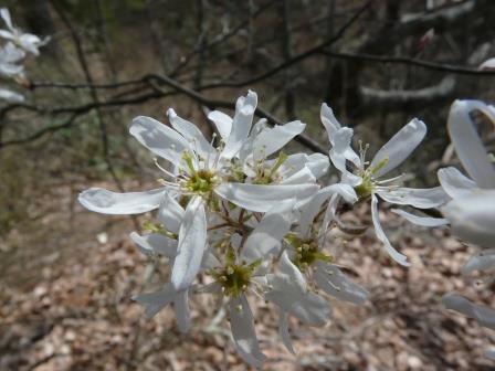 serviceberry