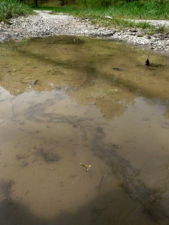 Tracks left by young snapping turtle. Body length, about two inches. May 1st, Sewanee TN.
