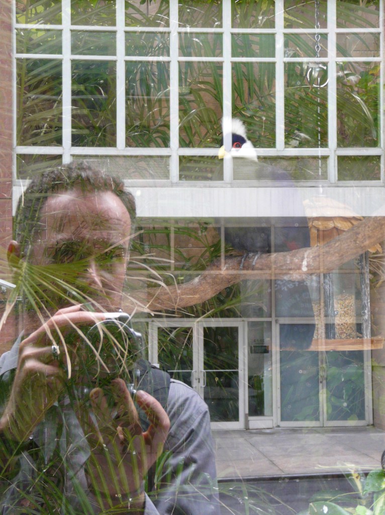 White-crested Turaco, Upper West Side, Manhattan, NY. Native range: central Africa.