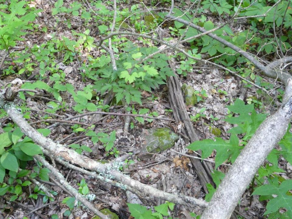 2013-06-20 rattlesnake ash 008