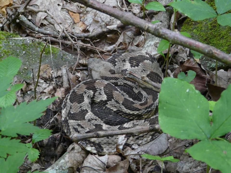 2013-06-20 rattlesnake ash 016