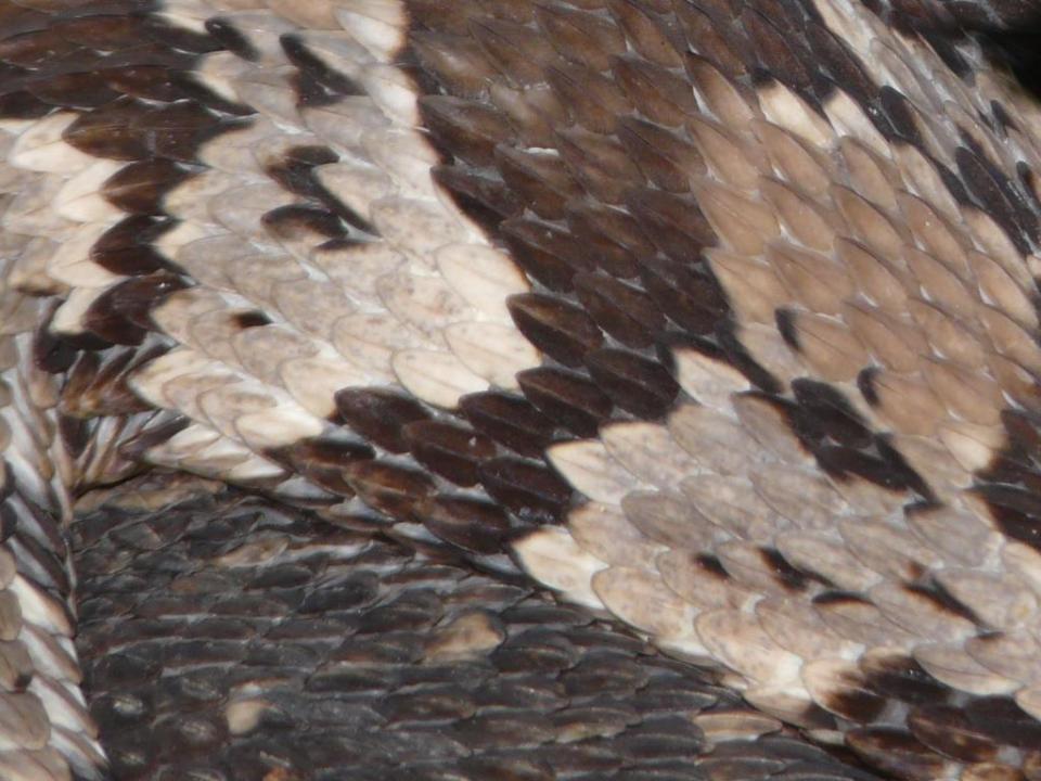 2013-06-20 rattlesnake ash 020