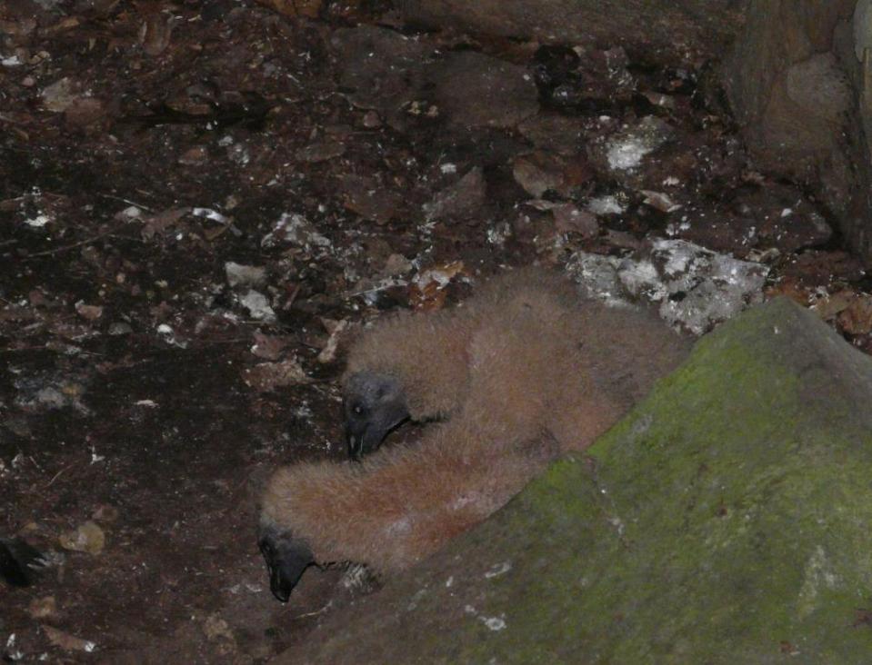 Fuzzy apricots. Mini-hissers. Vultures have no syrinx (the birds’ “vocal chords”) so they make sound by rushing air through their trachea. 