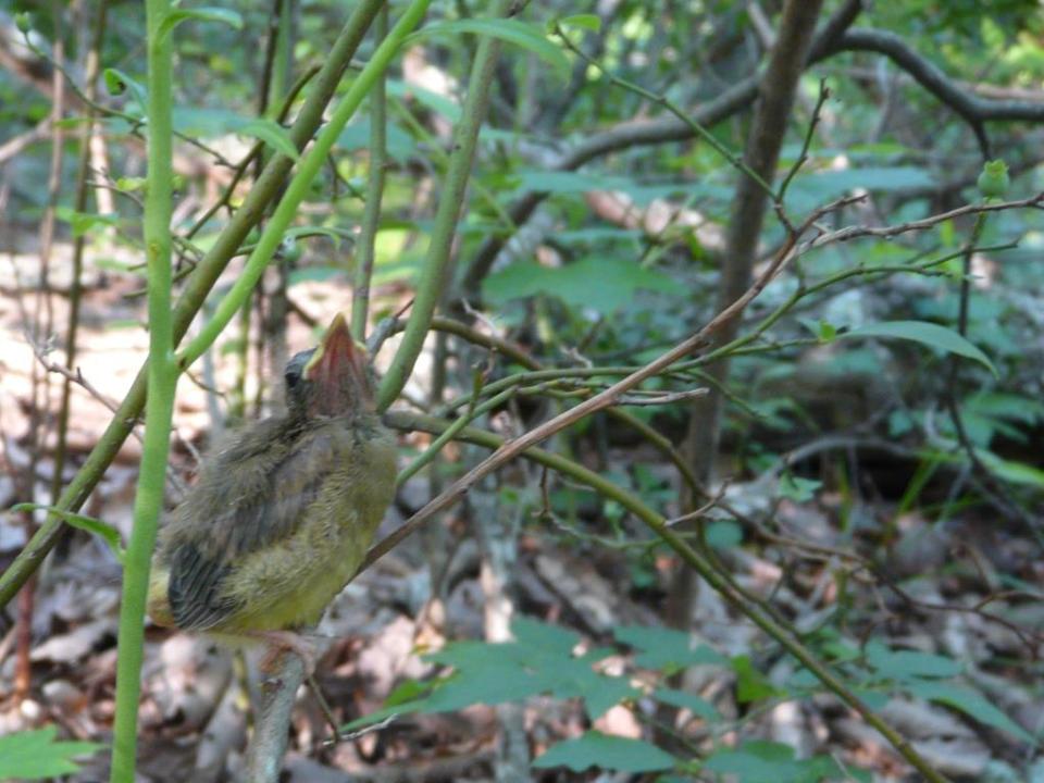 fledgling hooded warbler