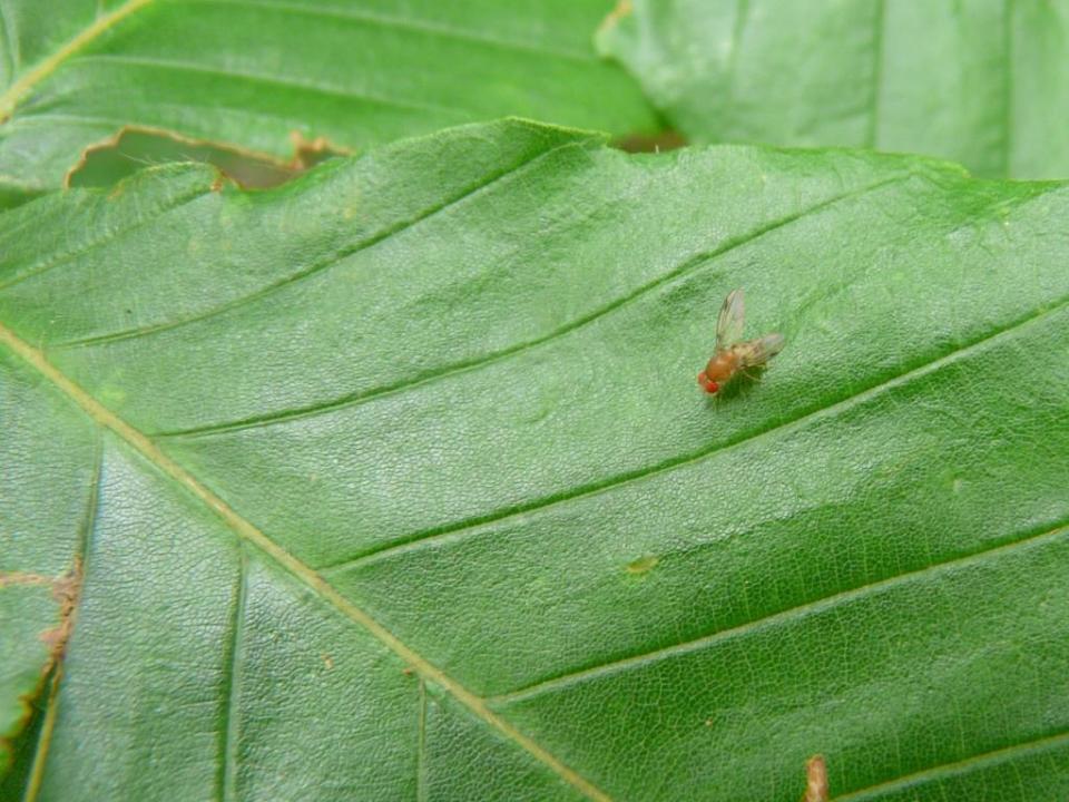 Tiny red-eyed Tephritid fly or "fruit fly," lapping on honeydew.