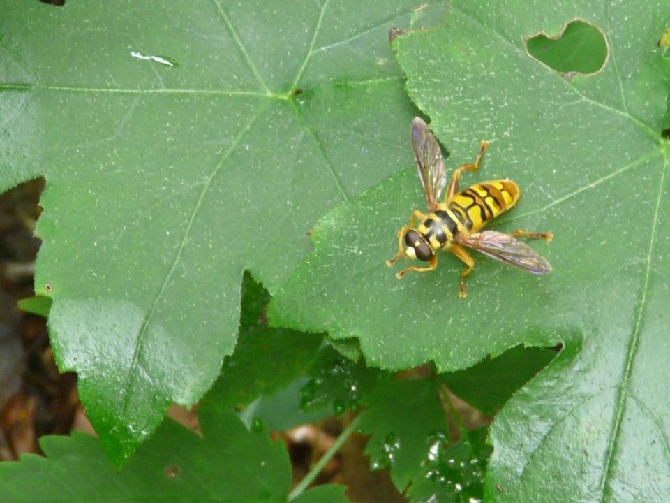 Milesia virginiensis