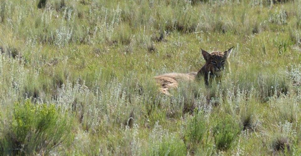 Bobcat. Florrisant Fossil Beds National Monument.