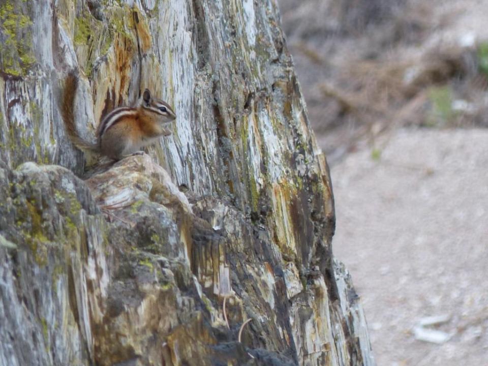 Colorado Chipmunk. Florrisant Fossil Beds National Monument.