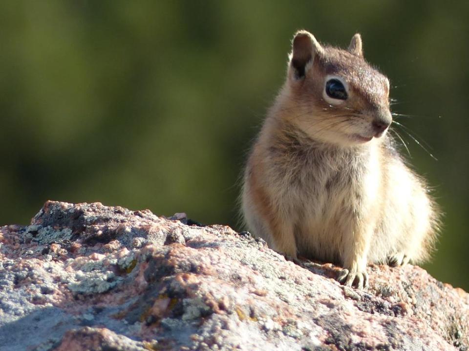Golden-mantled ground squirrel. Mueller State Park, Colorado.