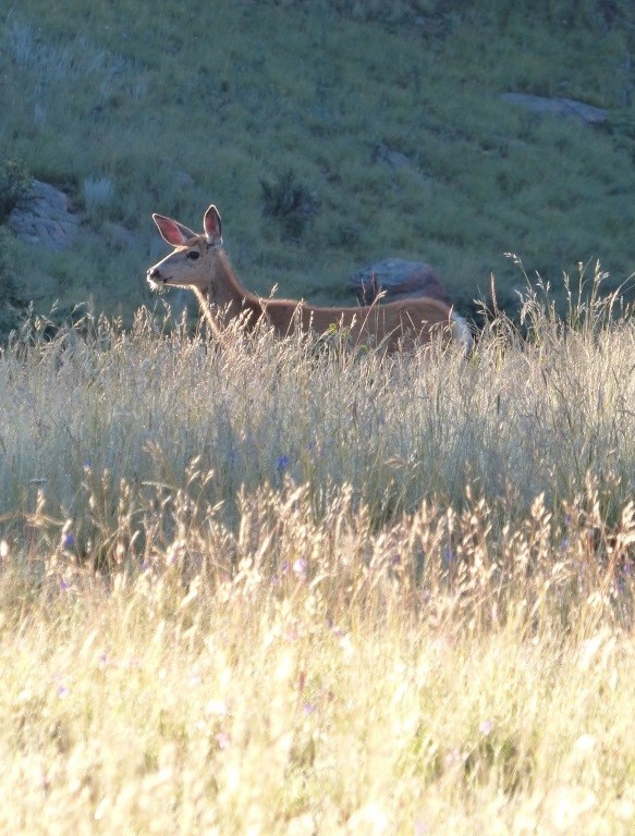 Mule Deer. Mueller State Park.
