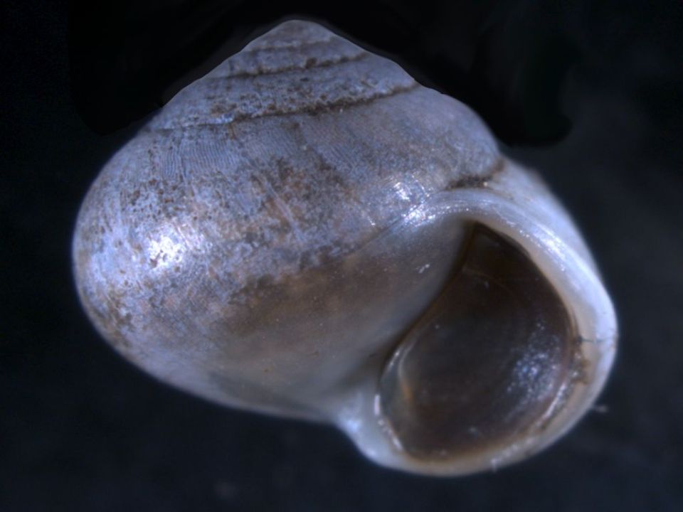 Oligyra orbiculata with operculum protecting the shell aperture.