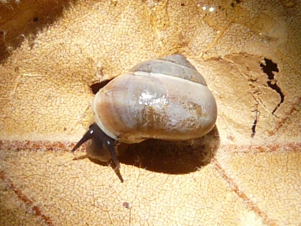 One pair of tentacles...