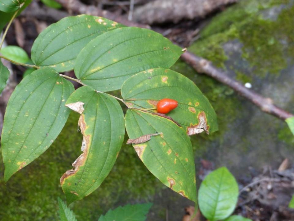prosartes lanuginosa fruit
