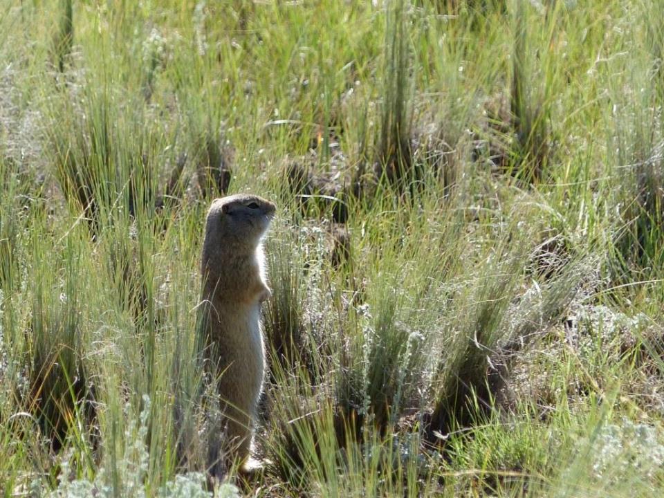 Richardson's Ground Squirrel. Florrisant Fossil Beds National Monument.