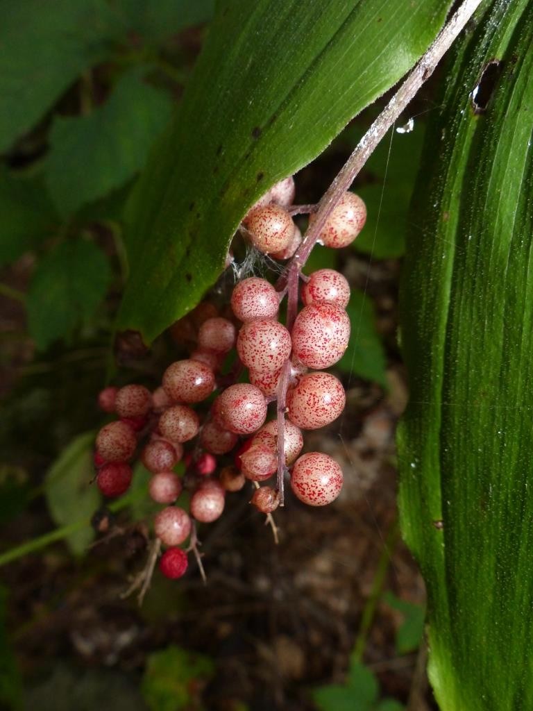 Fruits of Solomon's plum (Yellow Mandarin (Maianthemum racemosa). Often also called "False Solomon's Seal."