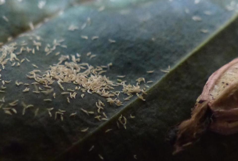 A tiny puff of air is all they need to take flight.