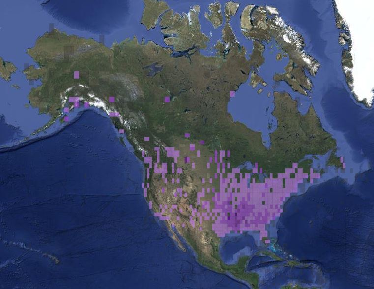 Range of the rusty blackbird during December to February. Data are compiled from ebird.org. Note the concentrations in the wetter lowlands.