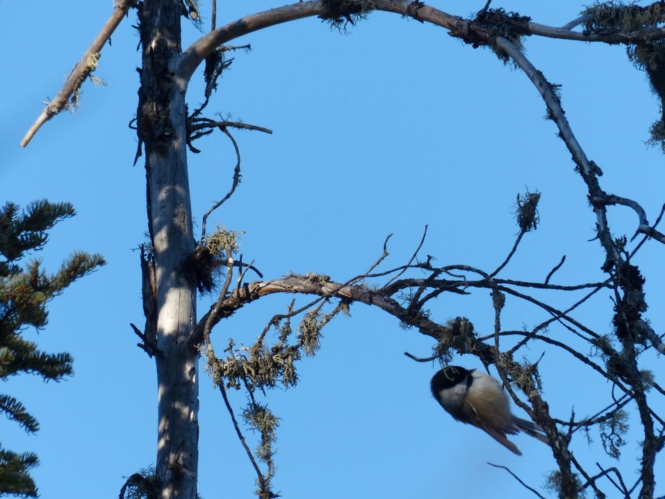 kakabeka_chickadee