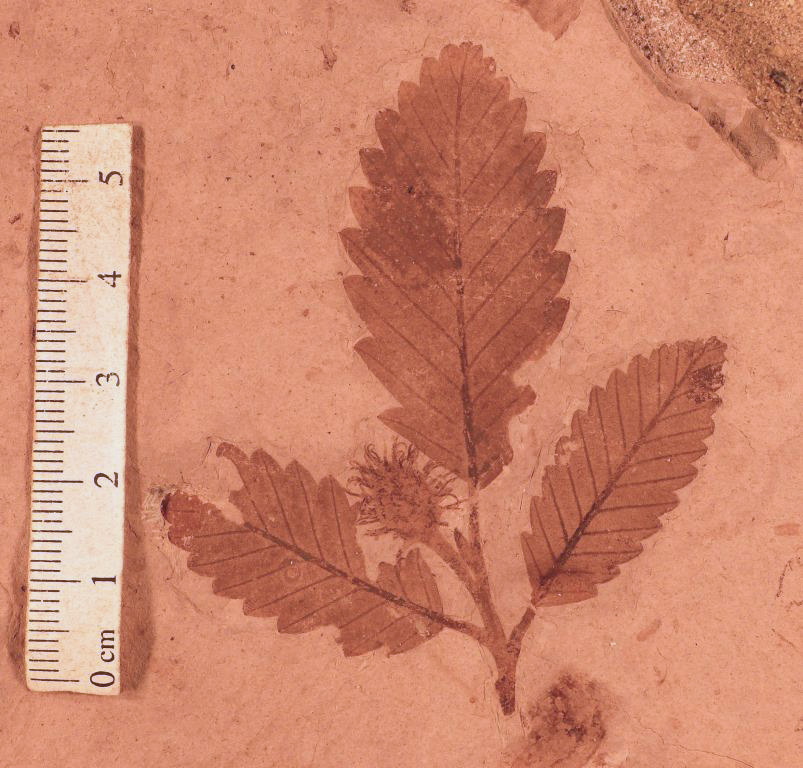 Fagopsis longifolia. Division of Paleobotany, YPM 30121. Copyright 2014, Peabody Museum of Natural History, Yale University, New Haven, CT. All rights reserved.