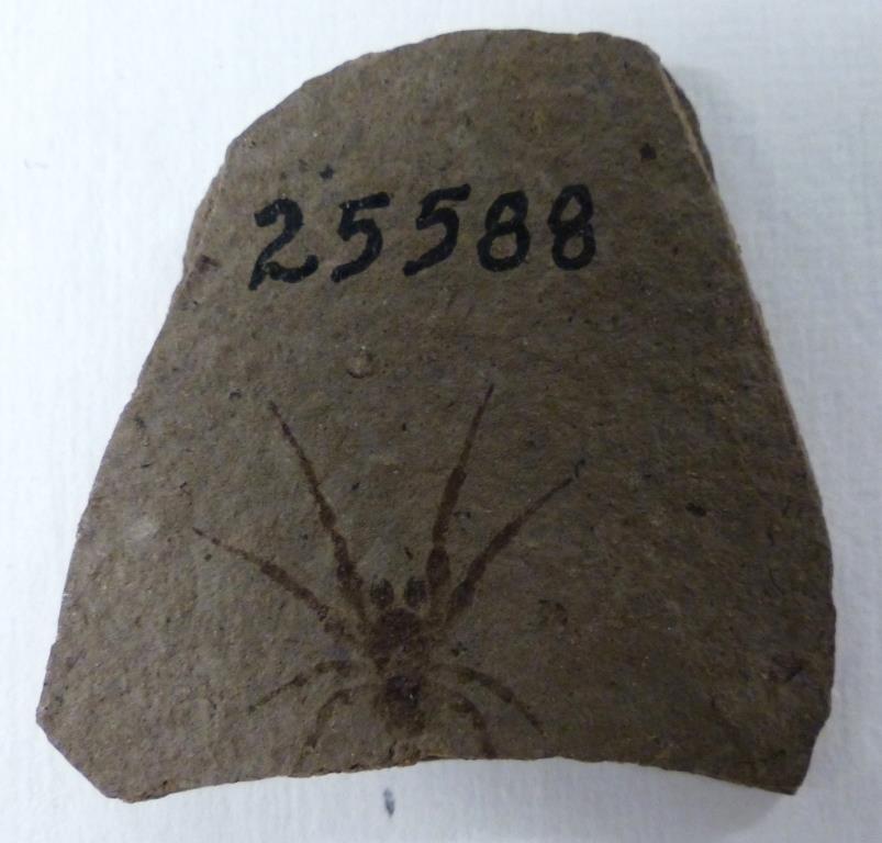 Tethneus twenhofeli (orb-weaving spider). Collected by W. H. Twenhofel, date unknown. Described by A. Petrunkevitch, 1922. (Division of Invertebrate Paleontology, YPM 25588. Copyright 2014, Peabody Museum of Natural History, Yale University, New Haven, CT. All rights reserved.)