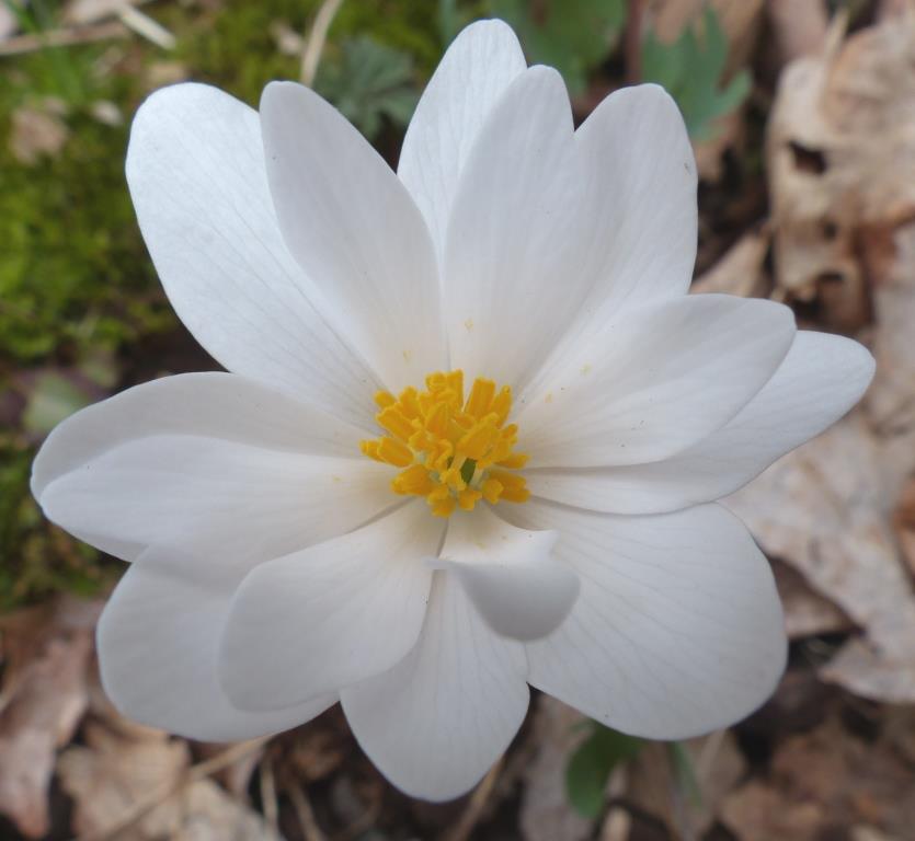Bloodroot. Waiting, waiting for bees.
